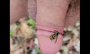 wasp on cock